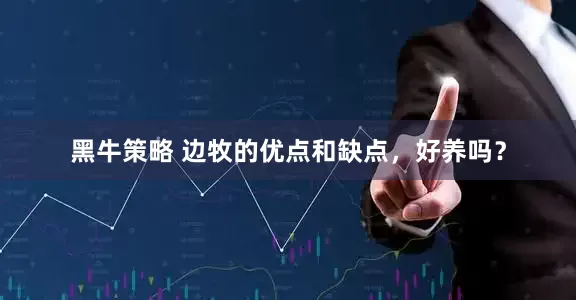 黑牛策略 边牧的优点和缺点，好养吗？